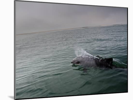 A Haviside's Dolphin, Cephalorhynchus Heavisidii, Comes Up for Air in the Atlantic Ocean-Alex Saberi-Mounted Photographic Print