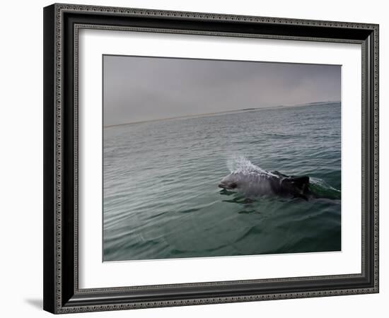 A Haviside's Dolphin, Cephalorhynchus Heavisidii, Comes Up for Air in the Atlantic Ocean-Alex Saberi-Framed Photographic Print