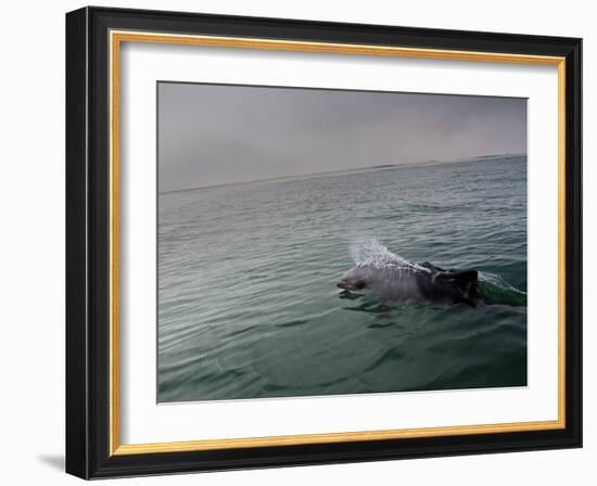 A Haviside's Dolphin, Cephalorhynchus Heavisidii, Comes Up for Air in the Atlantic Ocean-Alex Saberi-Framed Photographic Print