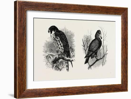 A Hawk from Nature (Left) and a Hawk from the National Gallery (Right)-null-Framed Giclee Print