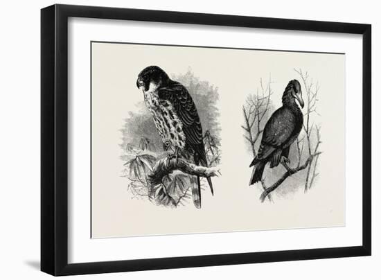 A Hawk from Nature (Left) and a Hawk from the National Gallery (Right)-null-Framed Giclee Print