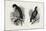 A Hawk from Nature (Left) and a Hawk from the National Gallery (Right)-null-Mounted Premium Giclee Print