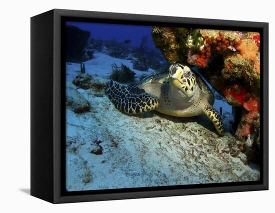 A Hawksbill Sea Turtle Resting under a Reef in Cozumel, Mexico-Stocktrek Images-Framed Premier Image Canvas