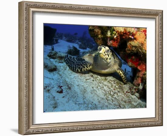 A Hawksbill Sea Turtle Resting under a Reef in Cozumel, Mexico-Stocktrek Images-Framed Photographic Print