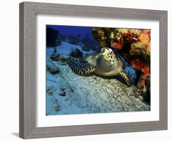 A Hawksbill Sea Turtle Resting under a Reef in Cozumel, Mexico-Stocktrek Images-Framed Photographic Print