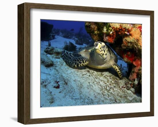 A Hawksbill Sea Turtle Resting under a Reef in Cozumel, Mexico-Stocktrek Images-Framed Photographic Print