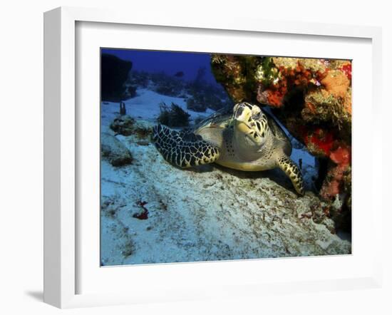 A Hawksbill Sea Turtle Resting under a Reef in Cozumel, Mexico-Stocktrek Images-Framed Photographic Print