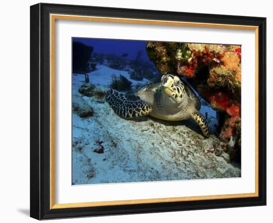 A Hawksbill Sea Turtle Resting under a Reef in Cozumel, Mexico-Stocktrek Images-Framed Photographic Print