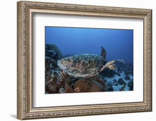 A Hawksbill Sea Turtle Swims over a Coral Reef in Palau-Stocktrek Images-Framed Photographic Print