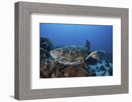 A Hawksbill Sea Turtle Swims over a Coral Reef in Palau-Stocktrek Images-Framed Photographic Print