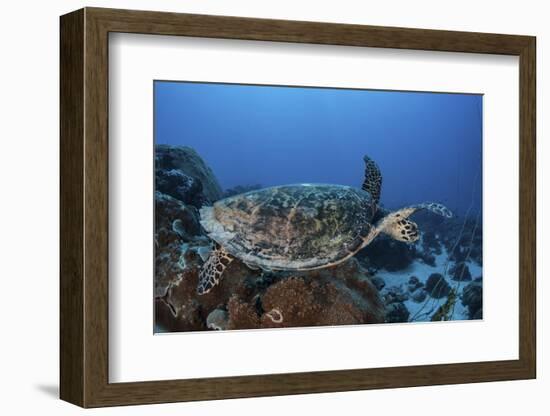 A Hawksbill Sea Turtle Swims over a Coral Reef in Palau-Stocktrek Images-Framed Photographic Print