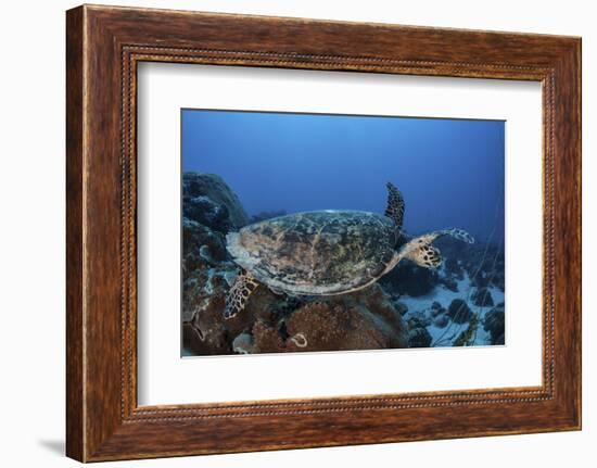 A Hawksbill Sea Turtle Swims over a Coral Reef in Palau-Stocktrek Images-Framed Photographic Print