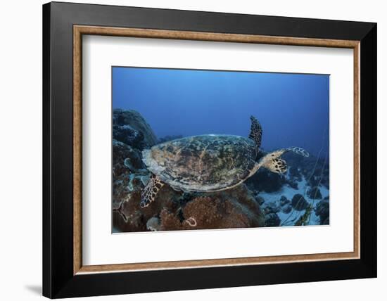 A Hawksbill Sea Turtle Swims over a Coral Reef in Palau-Stocktrek Images-Framed Photographic Print