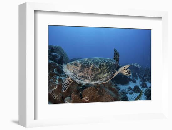 A Hawksbill Sea Turtle Swims over a Coral Reef in Palau-Stocktrek Images-Framed Photographic Print