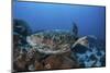 A Hawksbill Sea Turtle Swims over a Coral Reef in Palau-Stocktrek Images-Mounted Photographic Print