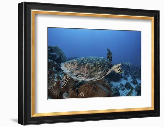 A Hawksbill Sea Turtle Swims over a Coral Reef in Palau-Stocktrek Images-Framed Photographic Print