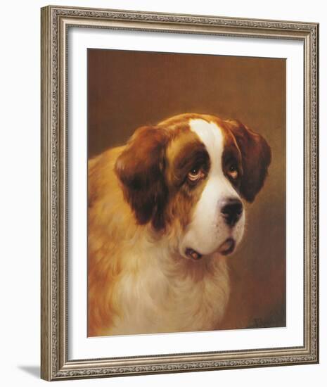 A Head of a Saint Bernard-P Magee-Framed Giclee Print