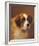 A Head of a Saint Bernard-P Magee-Framed Giclee Print