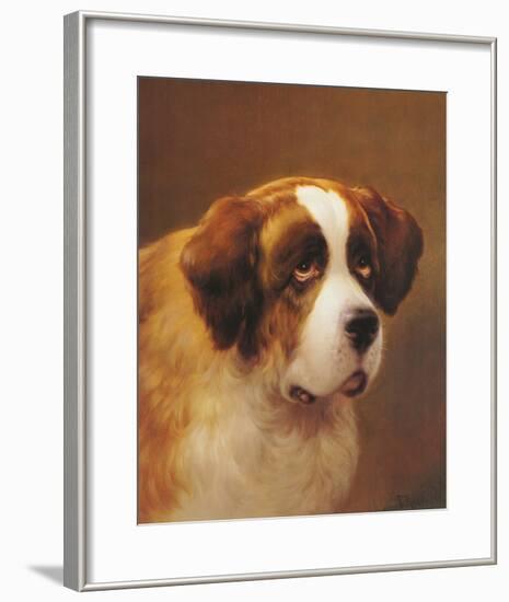 A Head of a Saint Bernard-P Magee-Framed Giclee Print