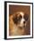 A Head of a Saint Bernard-P Magee-Framed Giclee Print