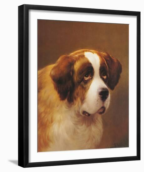 A Head of a Saint Bernard-P Magee-Framed Giclee Print