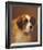 A Head of a Saint Bernard-P Magee-Framed Giclee Print