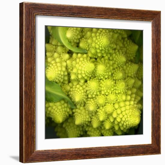 A Head of Romanesco-Steven Morris-Framed Photographic Print