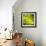 A Head of Romanesco-Steven Morris-Framed Photographic Print displayed on a wall