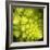 A Head of Romanesco-Steven Morris-Framed Photographic Print