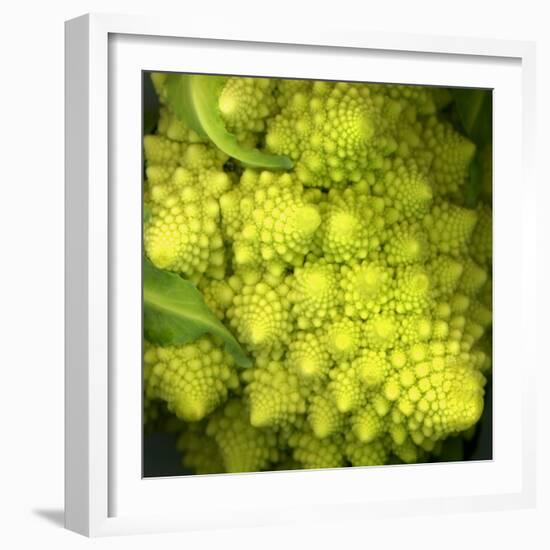 A Head of Romanesco-Steven Morris-Framed Photographic Print