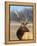 A Head Portrait of a Stunning Elk-John Alves-Framed Premier Image Canvas