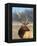 A Head Portrait of a Stunning Elk-John Alves-Framed Premier Image Canvas