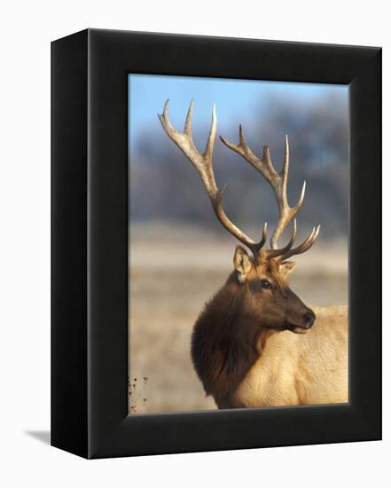 A Head Portrait of a Stunning Elk-John Alves-Framed Premier Image Canvas