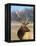 A Head Portrait of a Stunning Elk-John Alves-Framed Premier Image Canvas