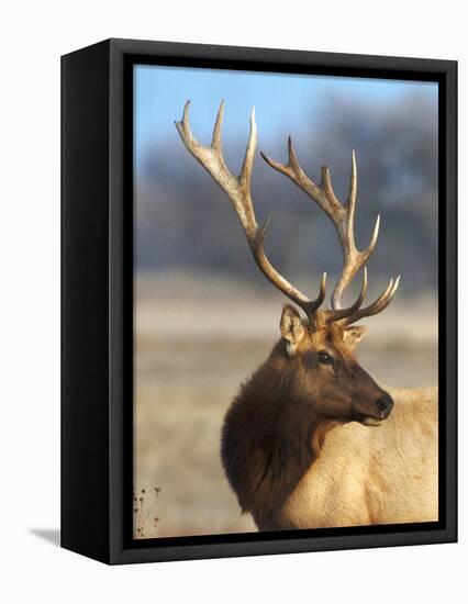 A Head Portrait of a Stunning Elk-John Alves-Framed Premier Image Canvas