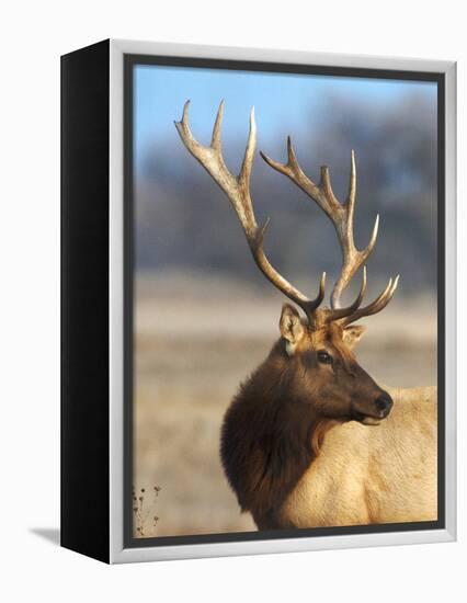 A Head Portrait of a Stunning Elk-John Alves-Framed Premier Image Canvas