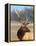 A Head Portrait of a Stunning Elk-John Alves-Framed Premier Image Canvas