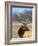 A Head Portrait of a Stunning Elk-John Alves-Framed Photographic Print