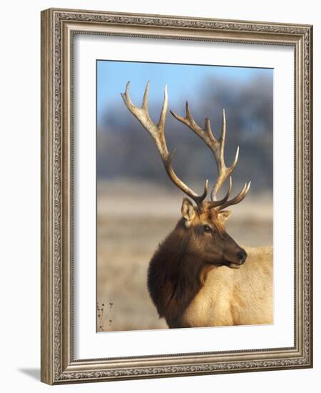 A Head Portrait of a Stunning Elk-John Alves-Framed Photographic Print