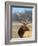 A Head Portrait of a Stunning Elk-John Alves-Framed Photographic Print