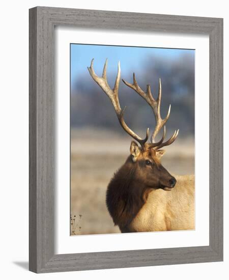 A Head Portrait of a Stunning Elk-John Alves-Framed Photographic Print