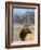 A Head Portrait of a Stunning Elk-John Alves-Framed Photographic Print