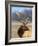 A Head Portrait of a Stunning Elk-John Alves-Framed Photographic Print