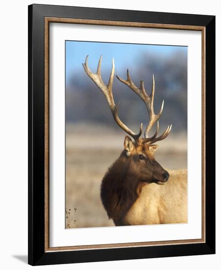 A Head Portrait of a Stunning Elk-John Alves-Framed Photographic Print