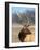 A Head Portrait of a Stunning Elk-John Alves-Framed Photographic Print