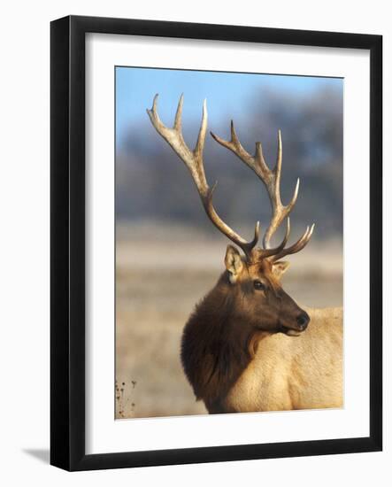 A Head Portrait of a Stunning Elk-John Alves-Framed Photographic Print