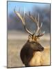 A Head Portrait of a Stunning Elk-John Alves-Mounted Photographic Print