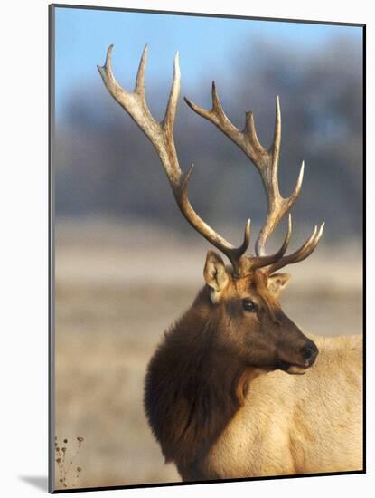 A Head Portrait of a Stunning Elk-John Alves-Mounted Photographic Print