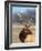 A Head Portrait of a Stunning Elk-John Alves-Framed Photographic Print