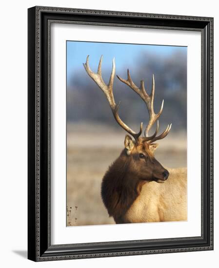 A Head Portrait of a Stunning Elk-John Alves-Framed Photographic Print